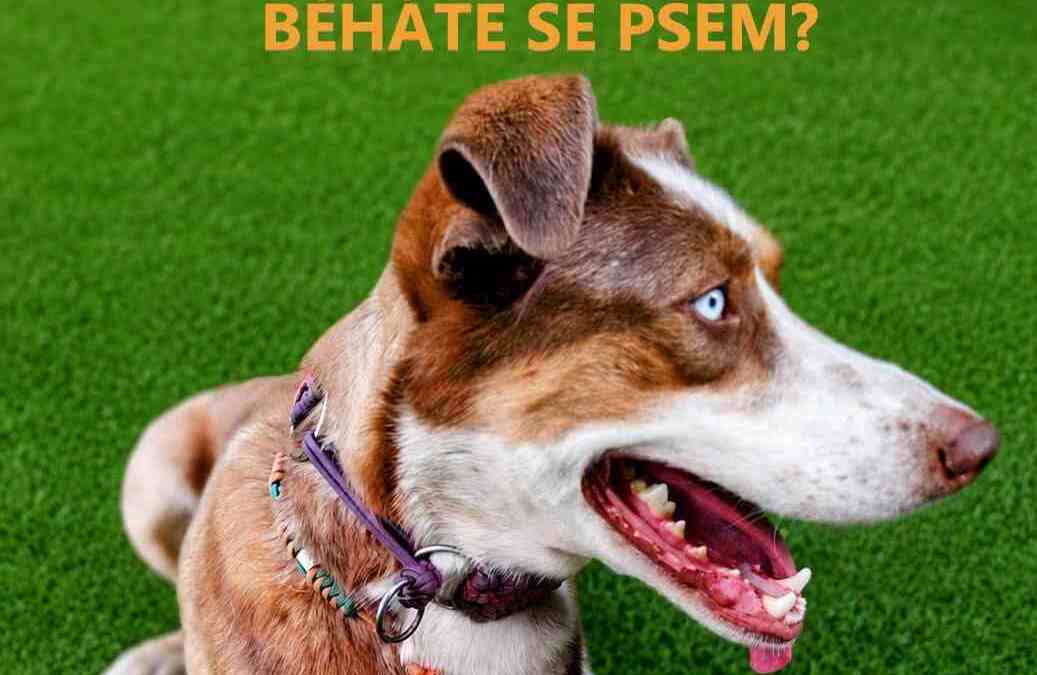Když běháte se psem