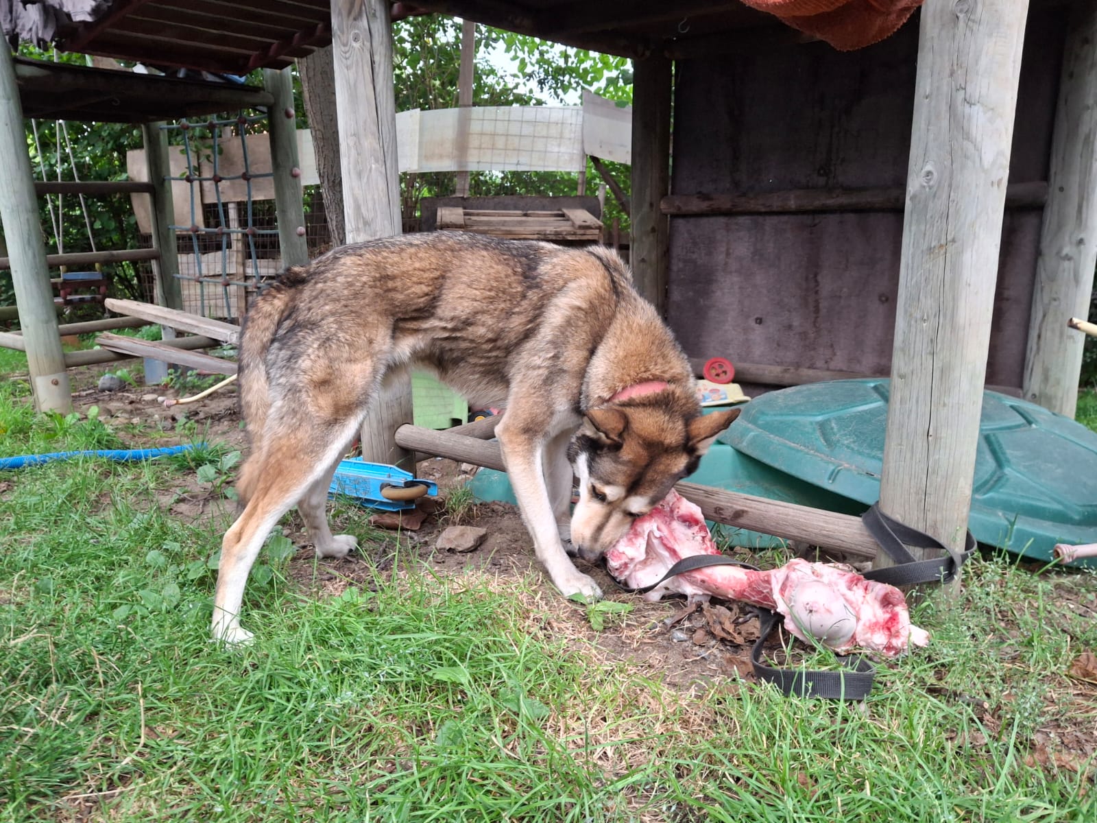 KOST HOVĚZÍ syrová velká 2 ks