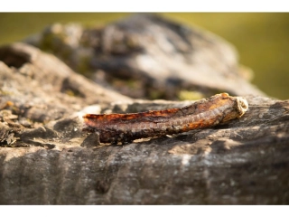 sušený HRTAN CELÝ 20 cm 1 ks