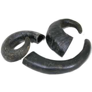 sušený BŮVOLÍ ROH 1 ks