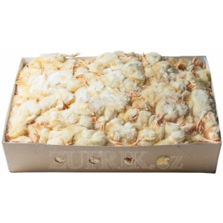 KUŘÁTKA jednodenní 10 kg
