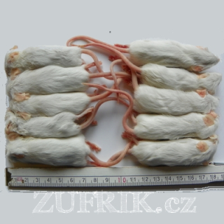 MYŠI 16-22 g / 10 ks